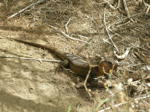 Image of Gran Canaria Giant Lizard