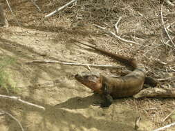 Image of Gran Canaria Giant Lizard