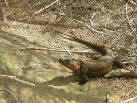 Image of Gran Canaria Giant Lizard