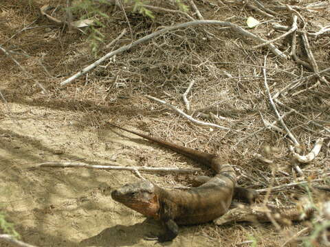 Image of Gran Canaria Giant Lizard