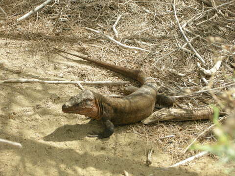 Image of Gran Canaria Giant Lizard