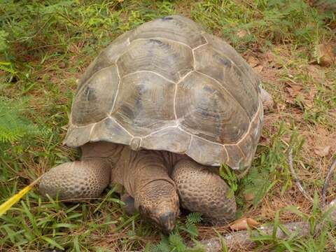 Слика од Aldabrachelys gigantea hololissa (Günther 1877)