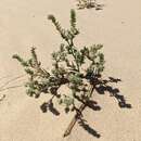 Image of ribbed cryptantha