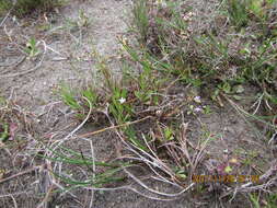 Image of Lobelia anceps L. fil.