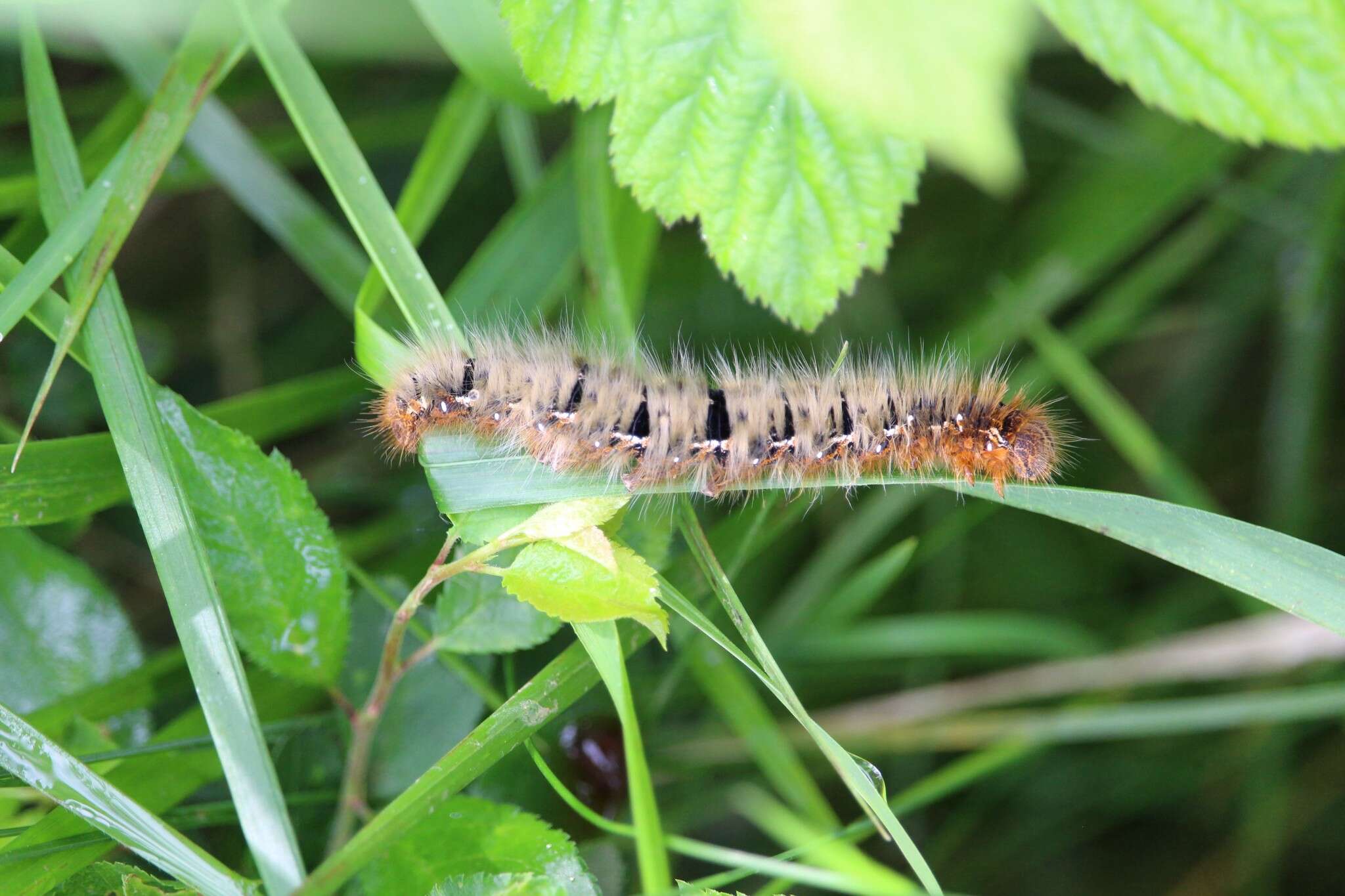 Image of oak eggar