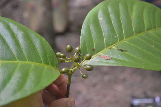 Image of Psorospermum chionanthifolium Spach