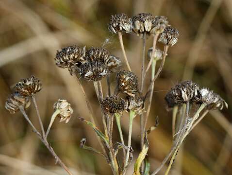 Achillea alpina subsp. camtschatica (Heimerl) Kitam.的圖片