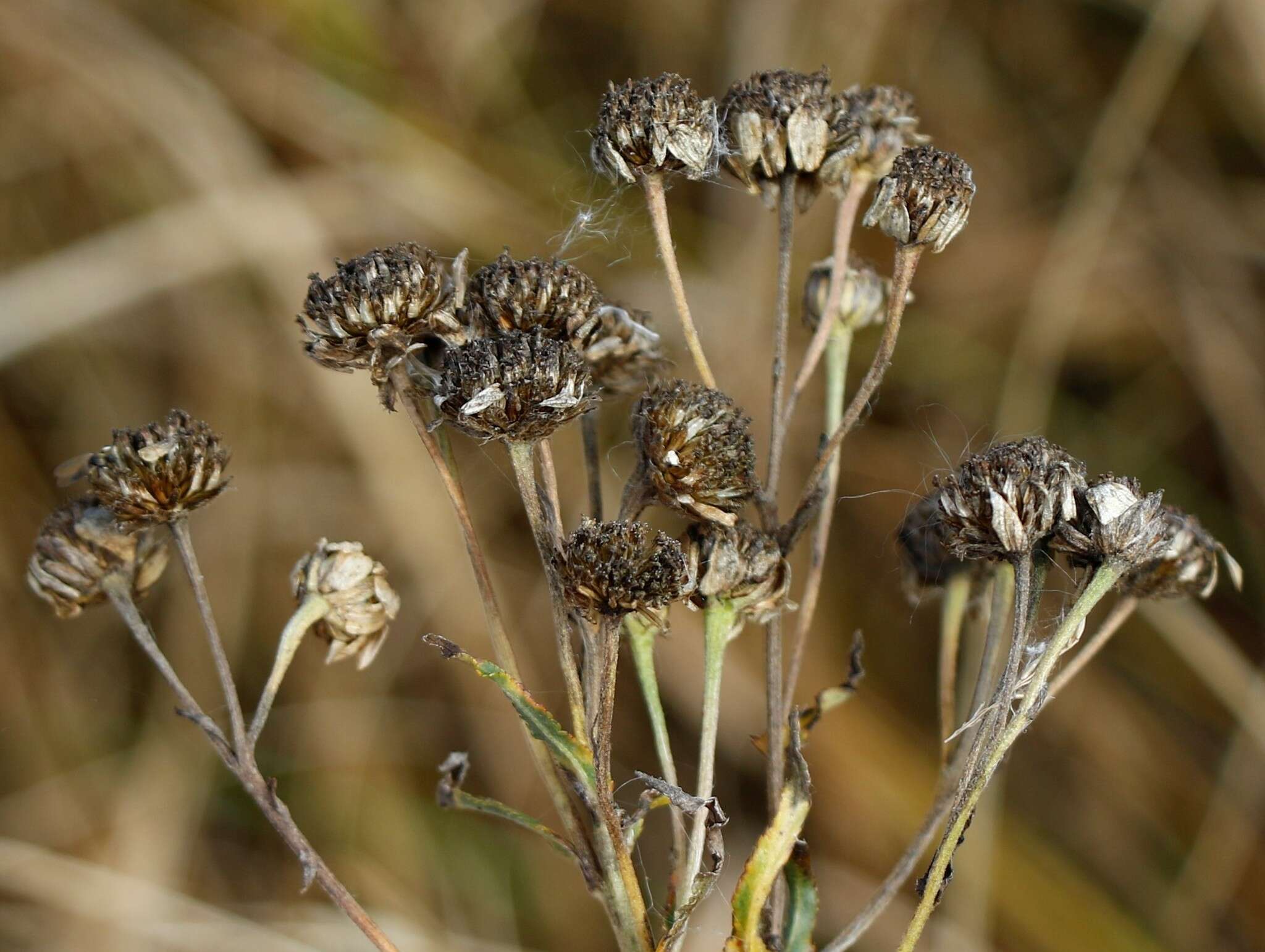 Image of Achillea alpina subsp. camtschatica (Heimerl) Kitam.