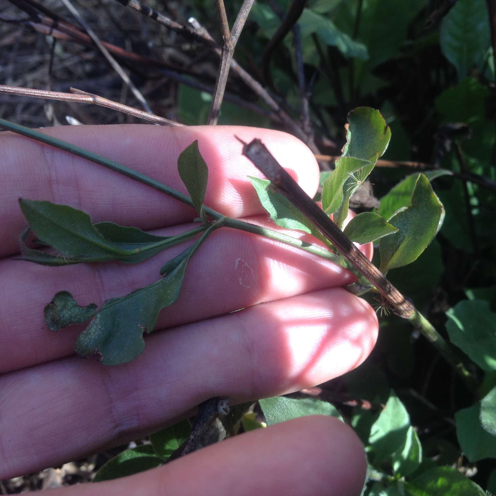 Image of Plumbago pulchella Boiss.