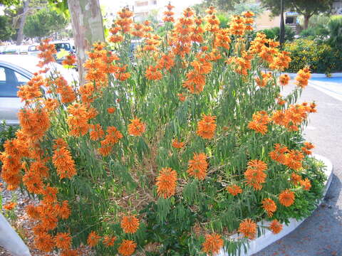 Leonotis leonurus (L.) R. Br. resmi