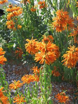 Image of lion's ear