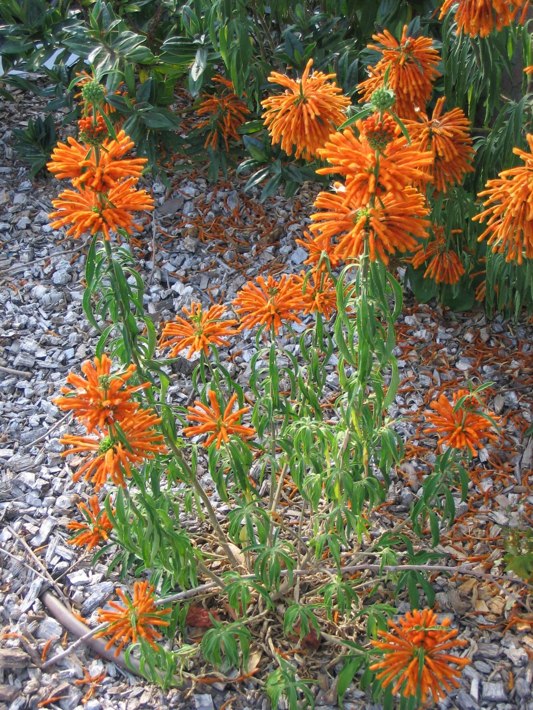 Image of lion's ear