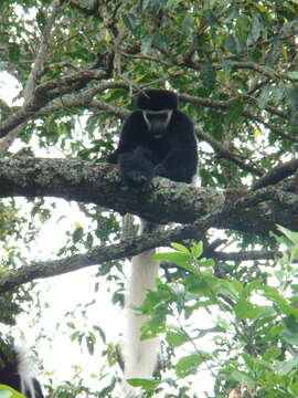 Image of Colobus caudatus Thomas 1885