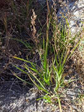 Imagem de Juncus oxymeris Engelm.