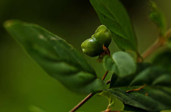 Imagem de Mostuea batesii Baker