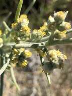 Image of Copperweed