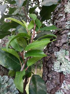 Image of African Almond