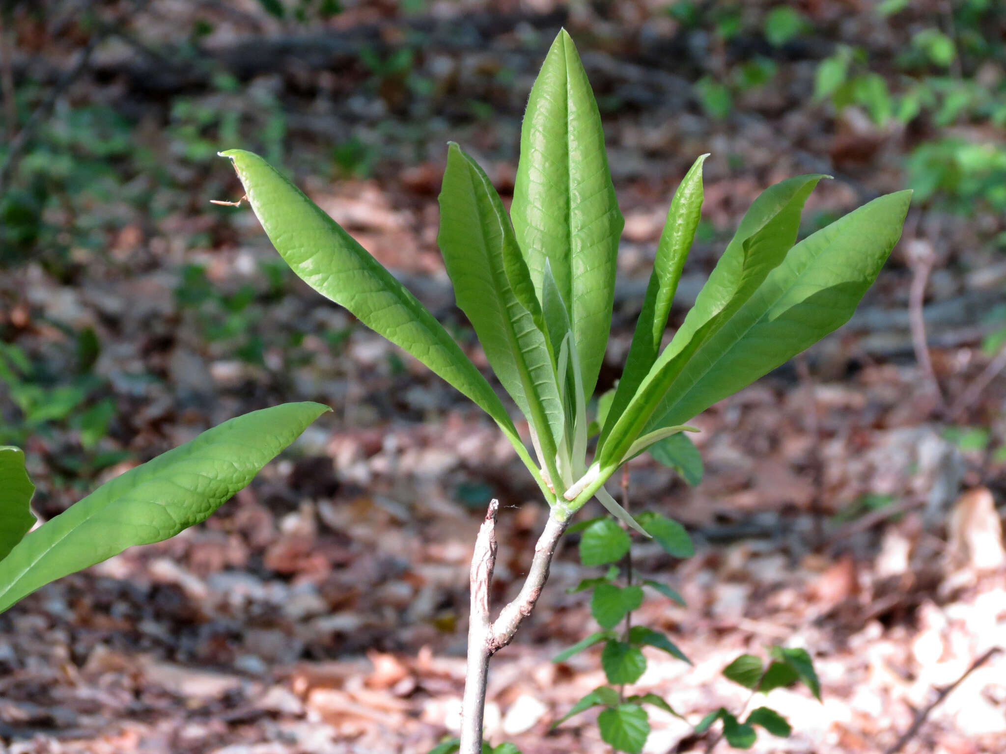 Image of Umbrella Magnolia