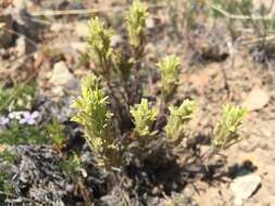 Image of <i>Castilleja <i>pilosa</i></i> var. pilosa