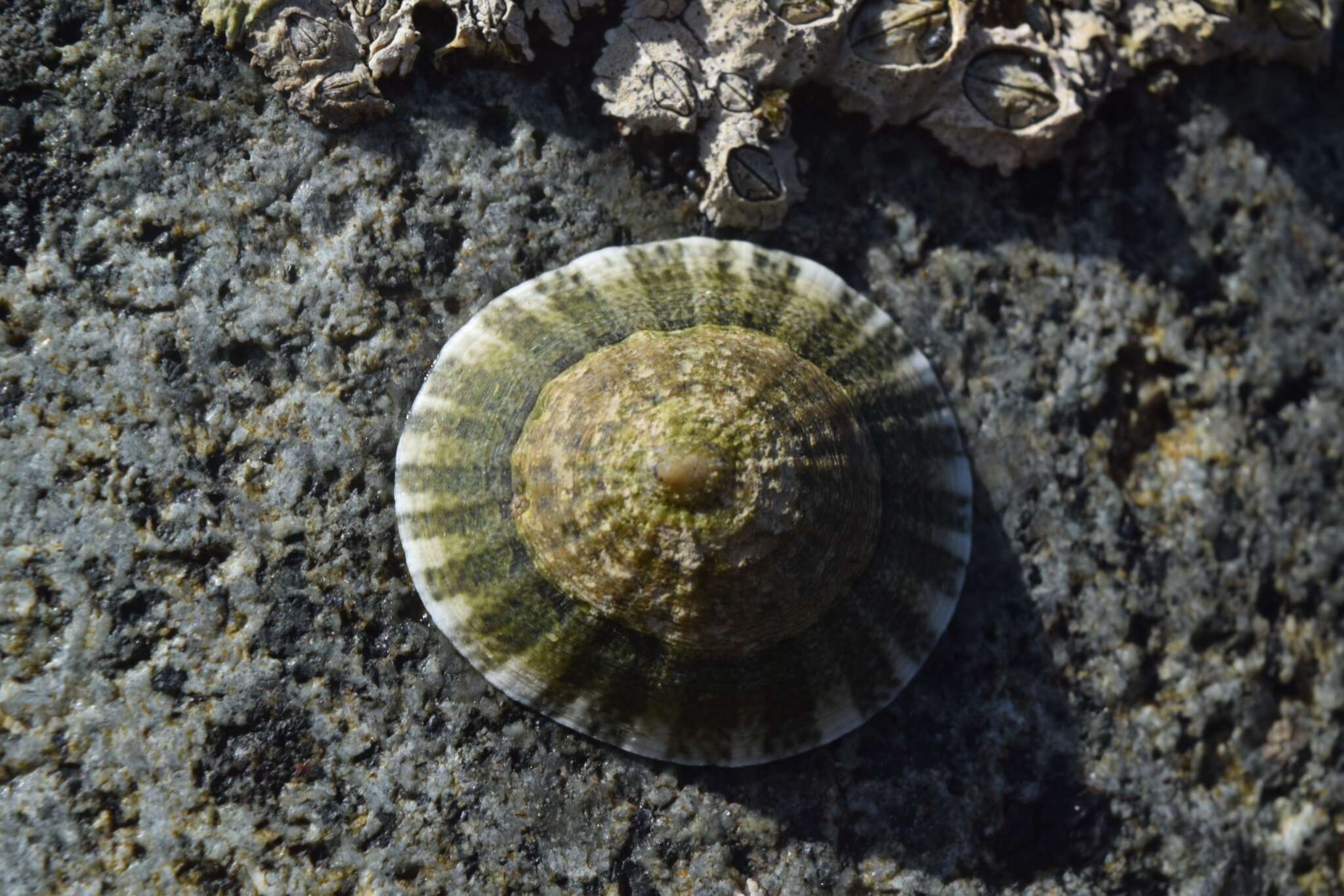 Image of Scurria viridula (Lamarck 1819)