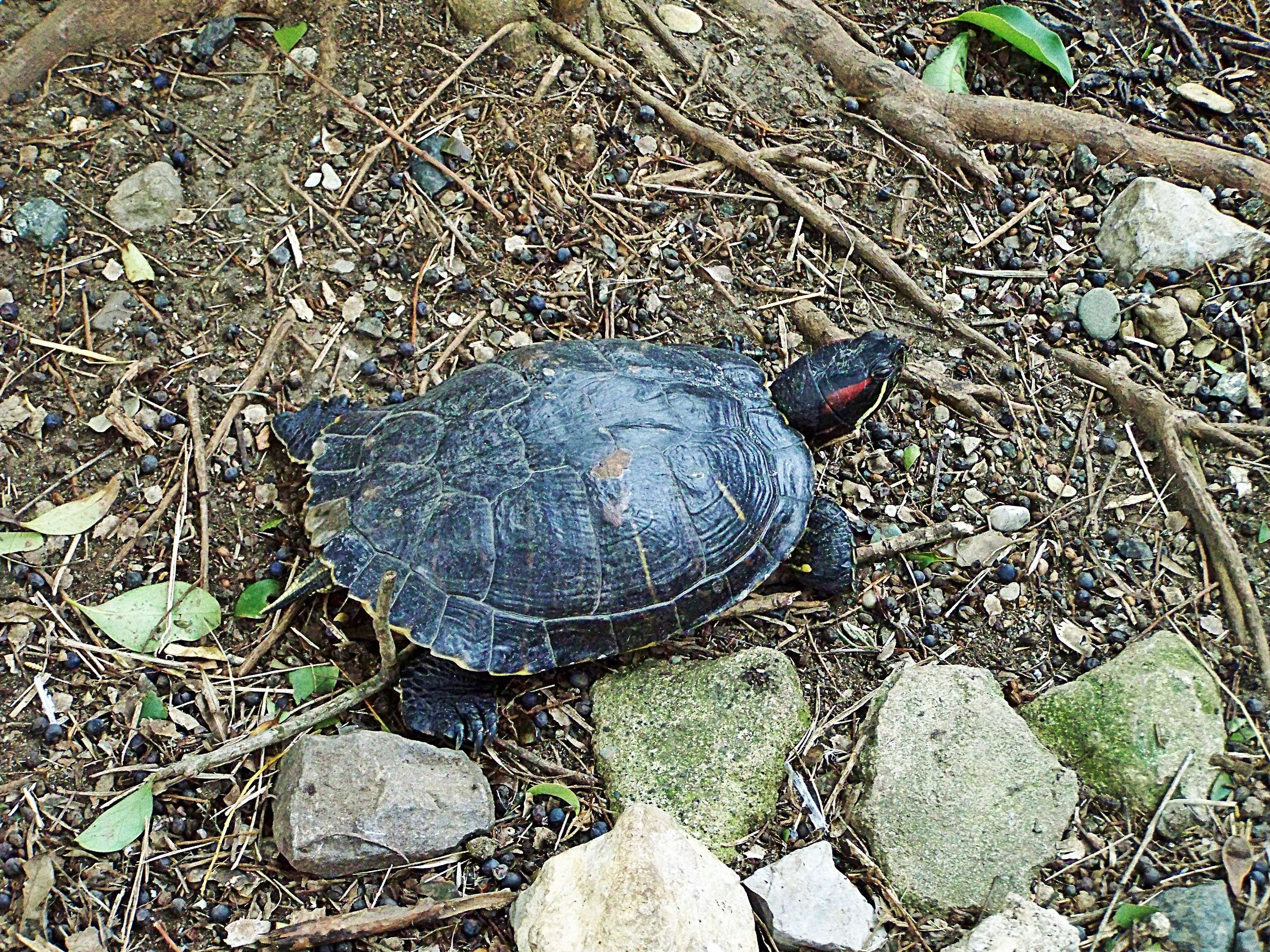 Image of slider turtle, red-eared terrapin, red-eared slider