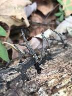 Image of Xylaria ellisii