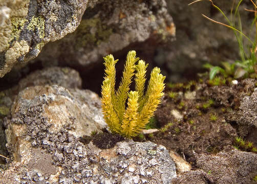 Imagem de Huperzia selago (L.) Bernh.