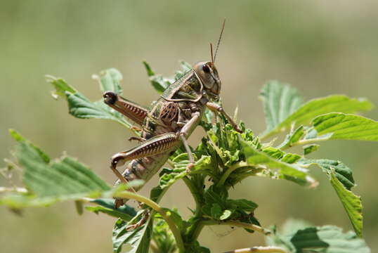 Image of Brachystola