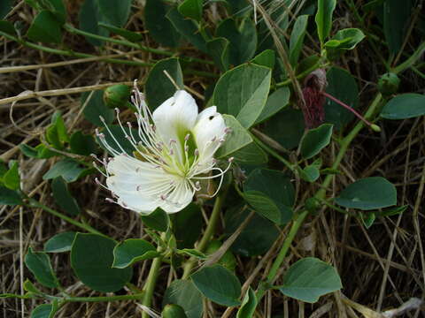 Image of Capparis spinosa var. herbacea (Willd.) Fici