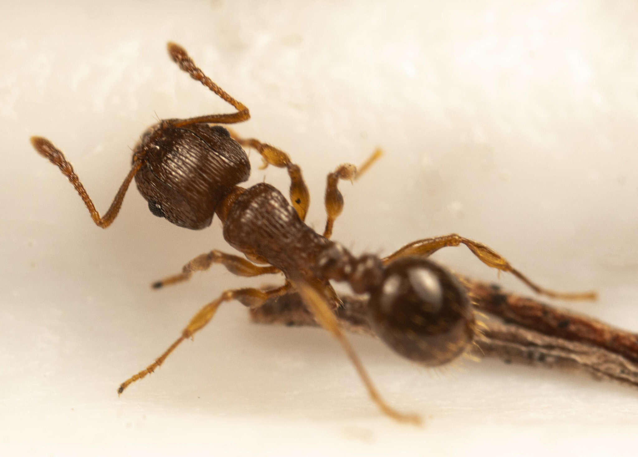 Image of Tetramorium frigidum Arnold 1926