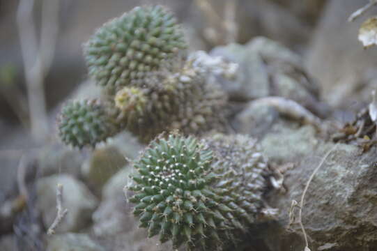 Image of Mammillaria sartorii J. A. Purpus