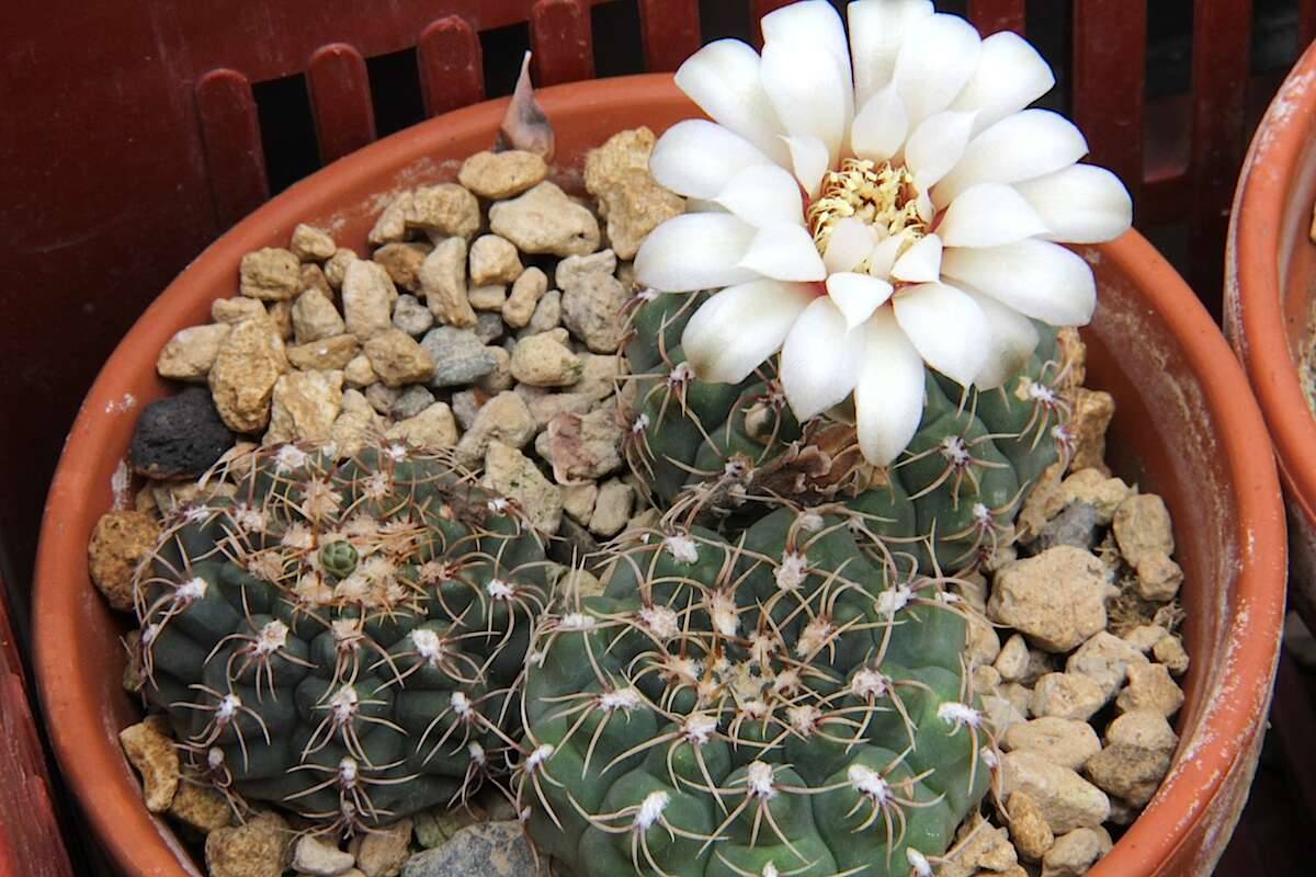 Imagem de <i>Gymnocalycium quehlianum</i>