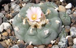 Image of peyote