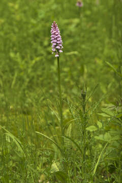 Image of Heath spotted orchid