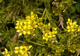 Image of Indian hedgemustard