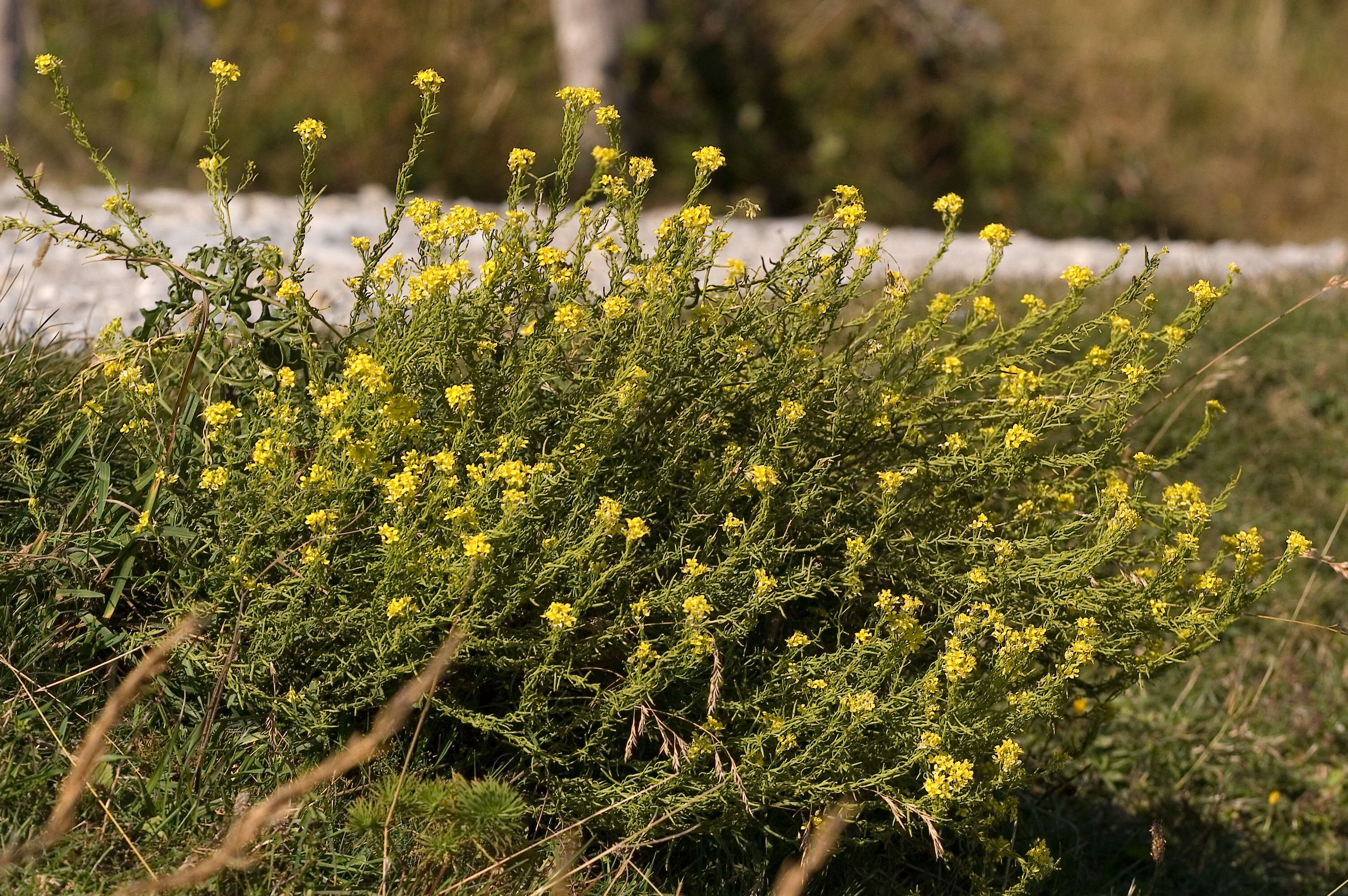 Image of Indian hedgemustard