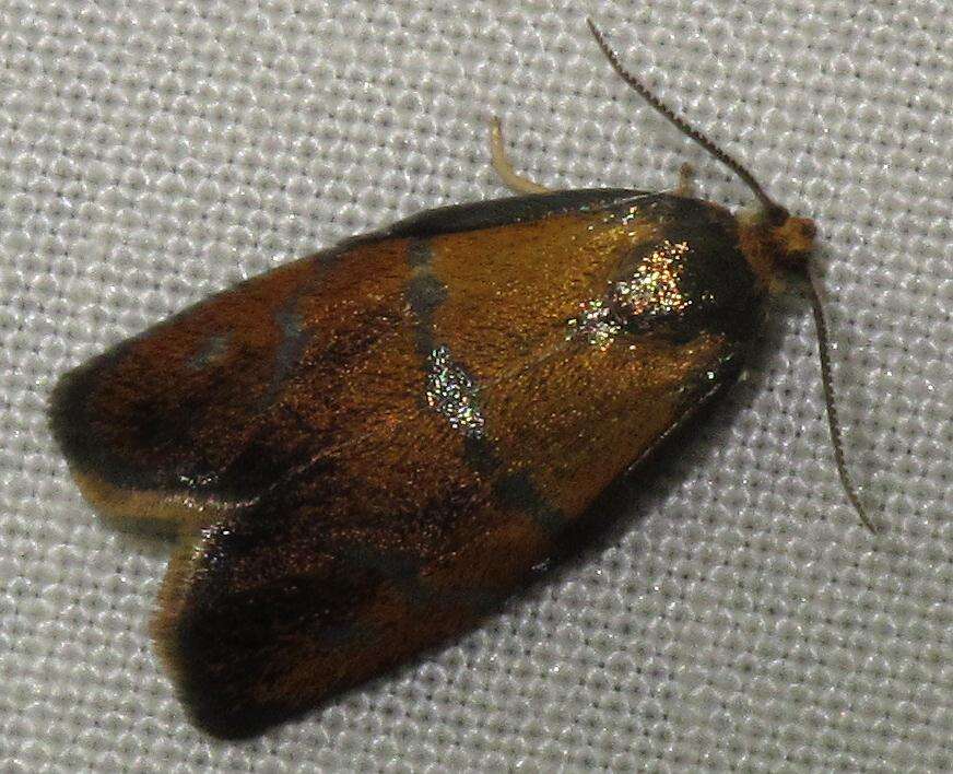 Image of leches twist moth