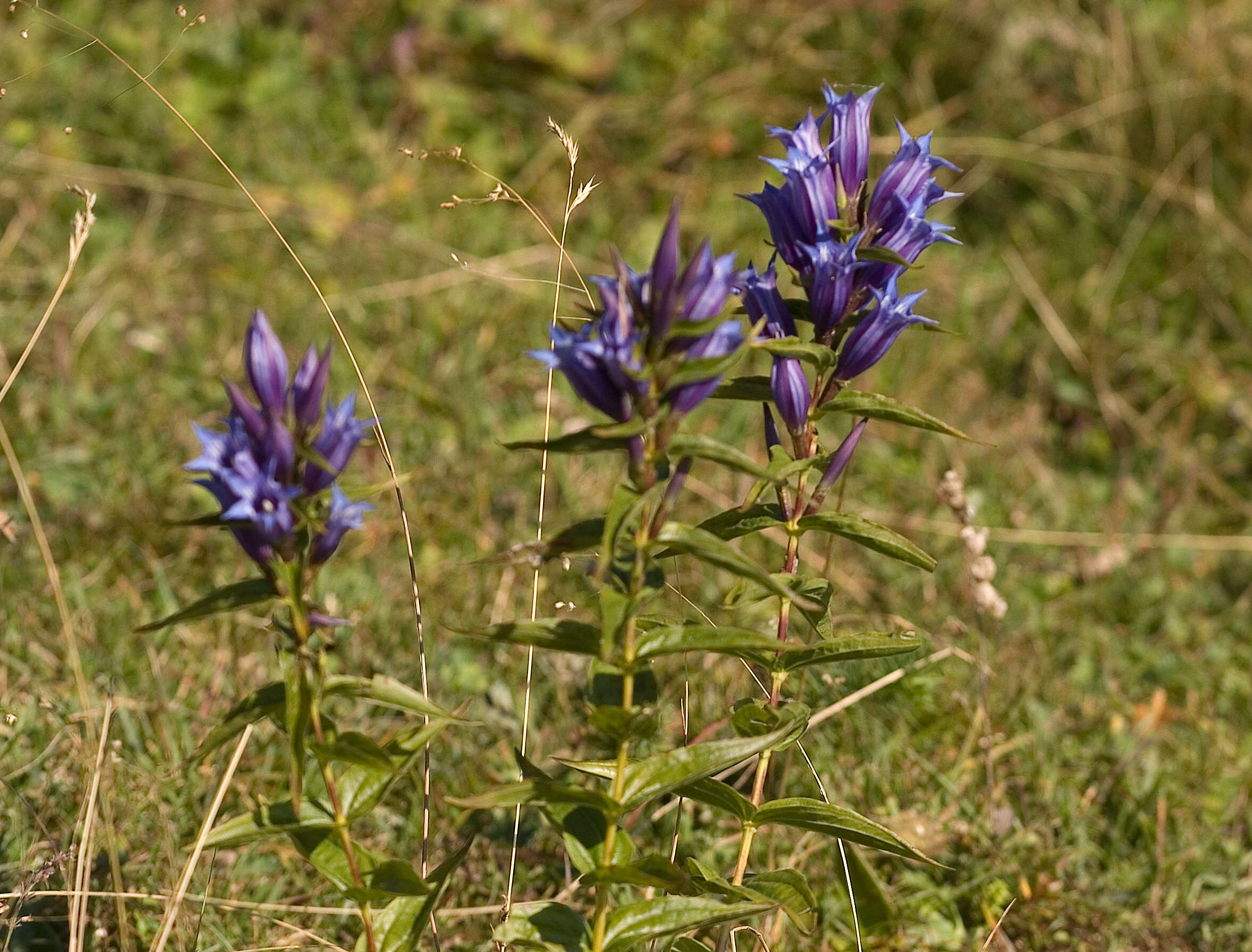 Gentiana asclepiadea L.的圖片