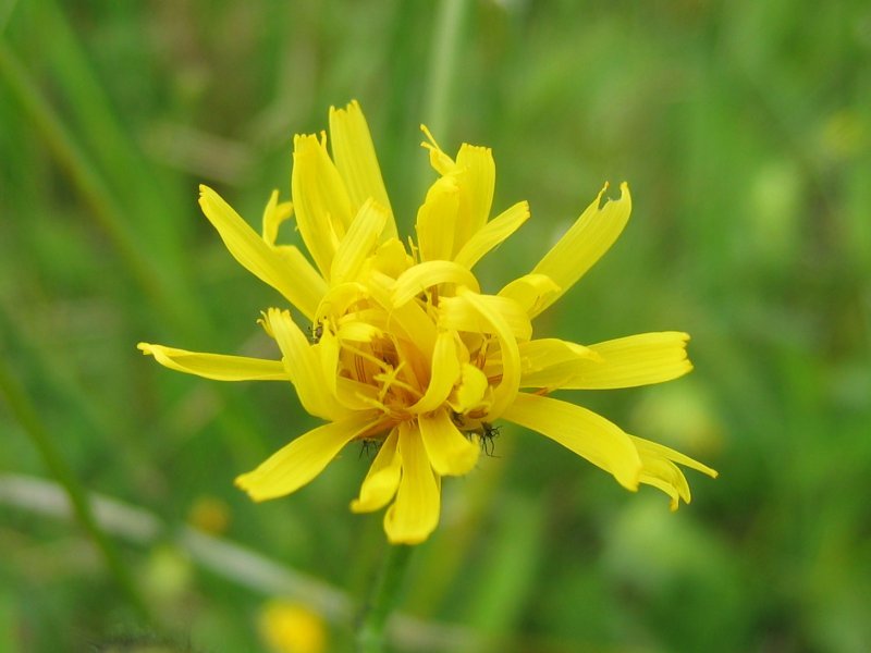 Crepis paludosa (rights holder: Kristian Peters -- Fabelfroh 10:24, 12 January 2007 (UTC))