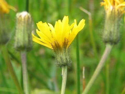 Image of marsh hawk's-beard