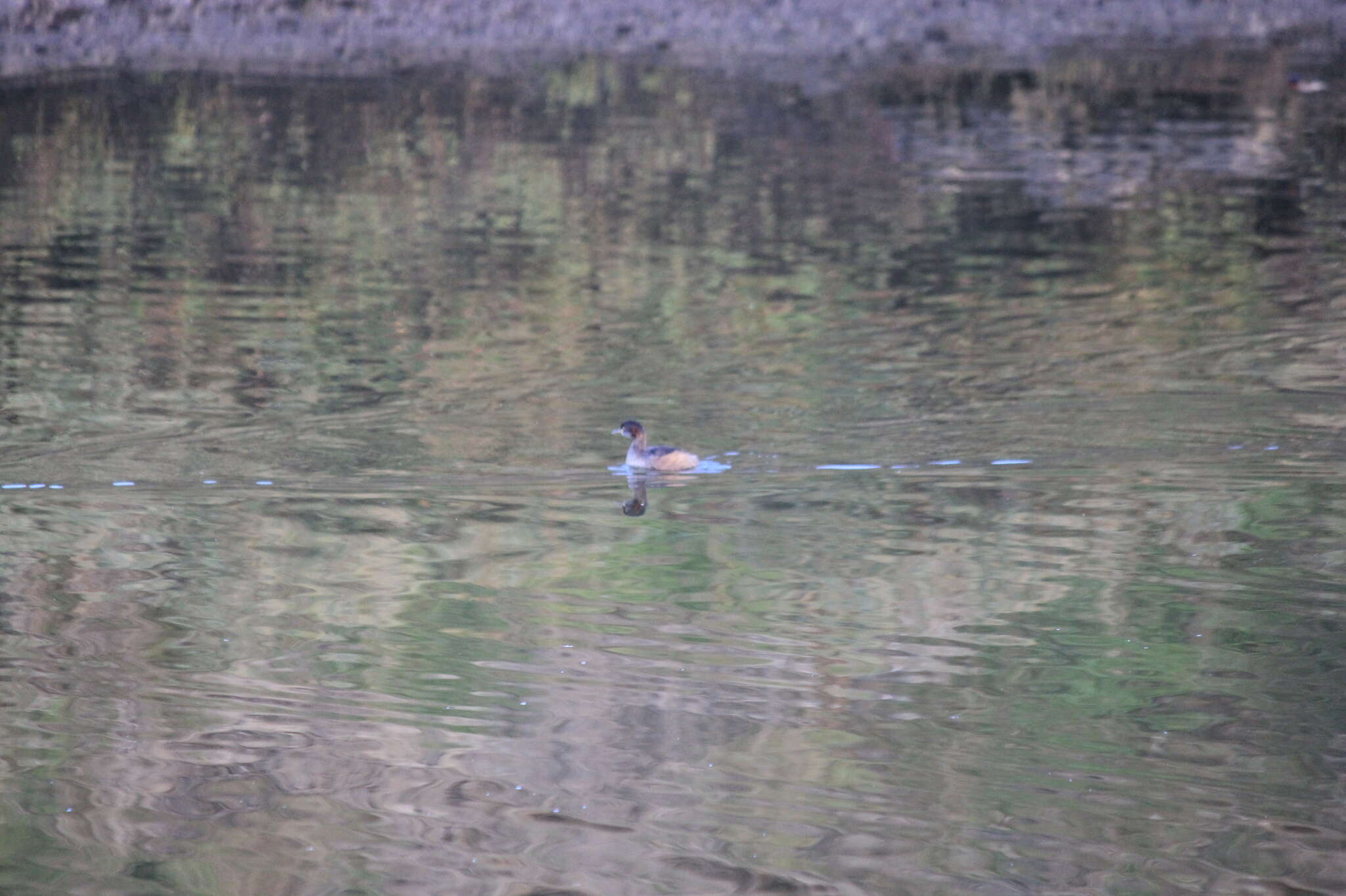 Image of Australasian Grebe