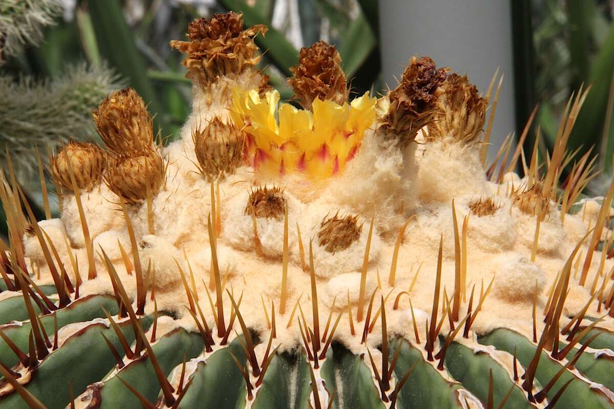 Image of Cactus