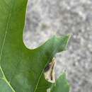 Image of Chinquapin Leaf-miner Moth