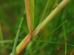 Image of oatgrass