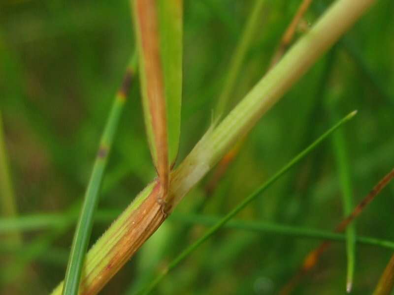 Image of oatgrass