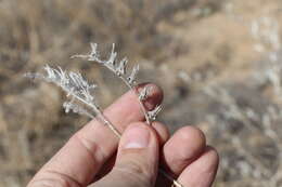 Arnebia decumbens (Vent.) Coss. & Kral.的圖片