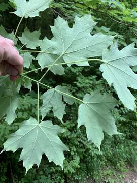 Imagem de Acer saccharum var. schneckii Rehd.