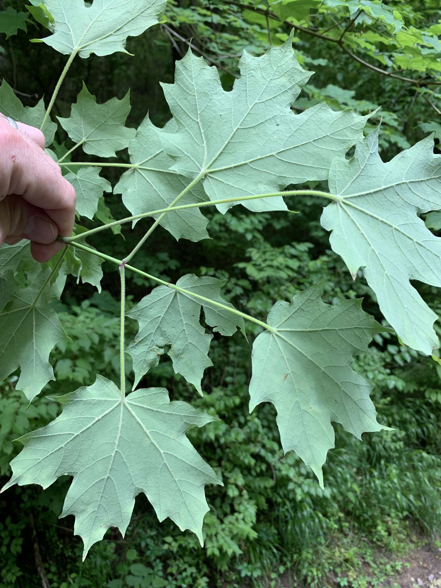 Image of sugar maple