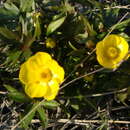 Image of Turner's buttercup