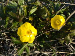 Image of Turner's buttercup